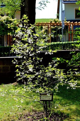 Halesia carolina - halézie karolínská - kvetoucí habitus